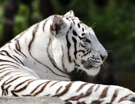 Facts About White Tigers That Will Take Your Breath Away