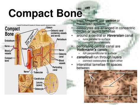 Ppt Osseous Tissue Powerpoint Presentation Free Download Id2754334