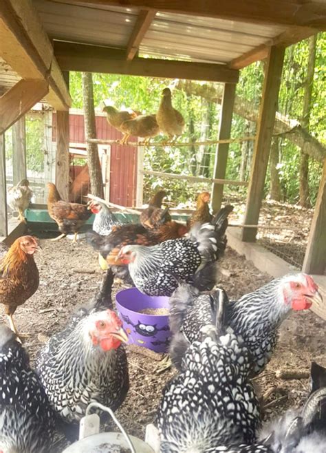 50 Backyard Chickens For Beginners Tips Raising Chickens At Home