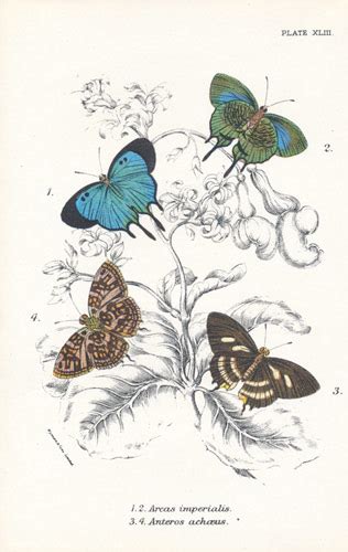 Antique Butterfly Print