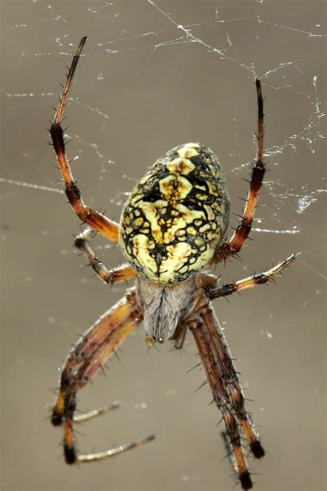 Natures Archive Blog Orb Weaver Spiders