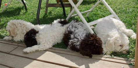 Weitere anzeigen aus der rubrik: Lagotto Romagnolo Zucht | Wir sind ausgezogen...