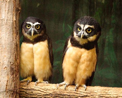 7 Reasons Owls Make Great Pets Pethelpful