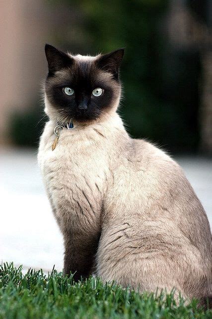 Siamese Cat Fat British Shorthair