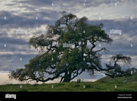 A California live oak tree stands on a green grass hill with cloudy sky