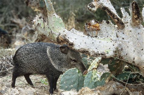 Peccary Eating Cactus Photograph By Thomas And Pat Leeson Fine Art