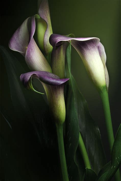 Calla Lily For Purchasing Information Click Here Thank Y Viorica