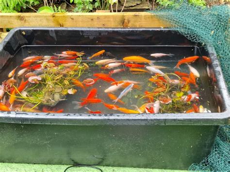 Pond Fish For Sale In St Austell Cornwall Gumtree