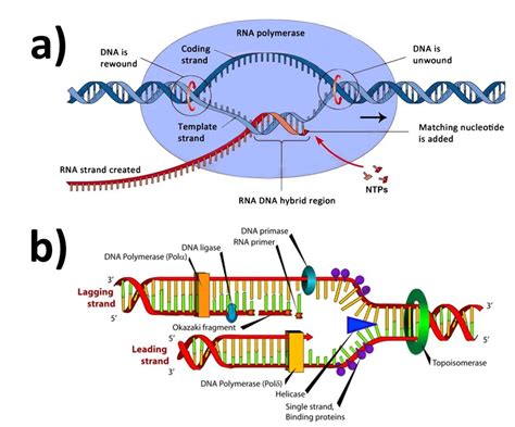 Sketches Of The A Dna Transcription And B Dna Replication