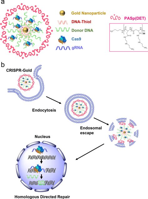 Crispr Gold Can Deliver Cas9 Ribonucleoprotein And Donor Dna In Vivo Download Scientific