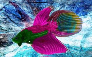 Go Back gt Gallery For gt Beautiful Betta Fish