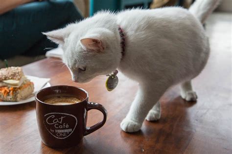 Purinaone Opens First Pop Up Cat Cafe In New York City Featuring