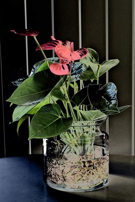 Anthuriums grow well in pots, but they require plenty of care and maintenance. Aqua Roots 2 Photograph by Lynne Iddon