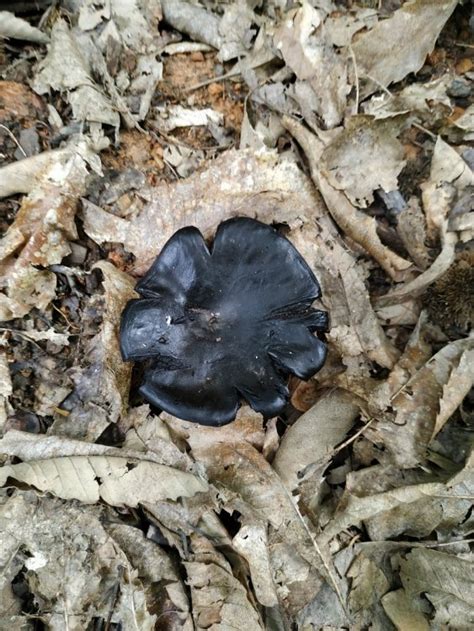 Black Mushroom Identifying Mushrooms Wild Mushroom Hunting