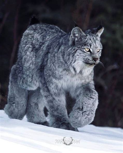 Canadian Lynx On The Move On Its Giant Foots Solowilderness Lynx