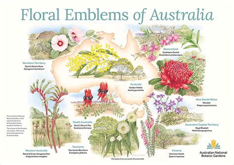 Floral Emblems Of Australia Dcceew