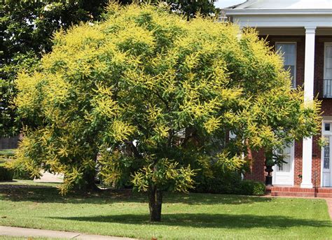 Golden rain tree redirects here. Beechwood Landscape Architecture and Construction: Plant ...