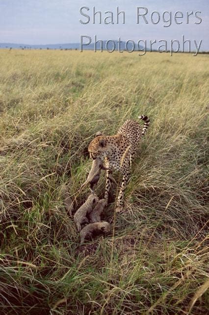 Female Cheetah Brings Two Week Old Cubs To New Lair In Long Grass