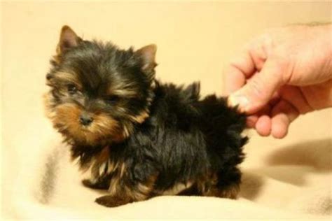 cute puppy dogs teacup yorkshire terrier puppies