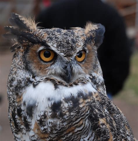 Great Horned Owl Weight Blog Dandk