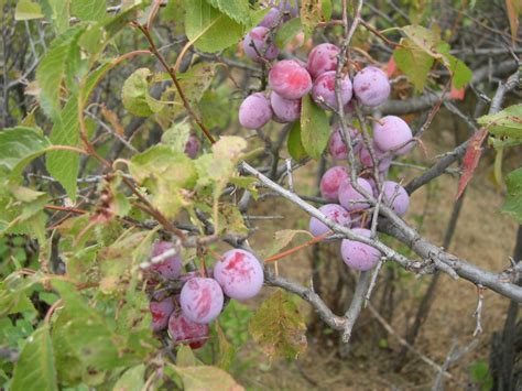 American Wild Plum Prunus Americana Great Plains Nursery Eastern