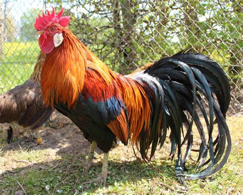 11 Japanese Chicken Breeds You Should Know