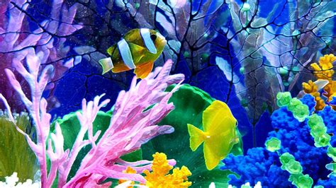 Animated Aquarium Desktop Wallpaper 53 Images