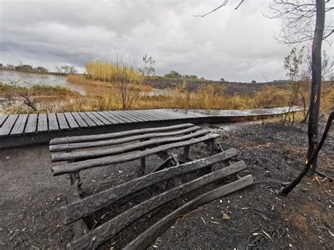 Helderberg Nature Reserve Alive With Birds And Animals After Fire