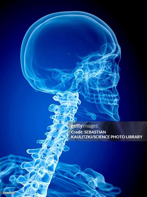 Human Neck And Skull High Res Vector Graphic Getty Images