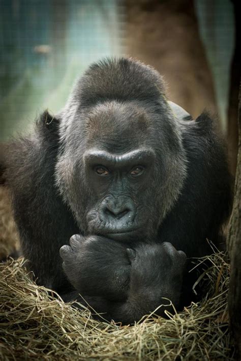 Looking for the definition of colo? World's oldest gorilla celebrates 60th birthday at Columbus Zoo - NY Daily News
