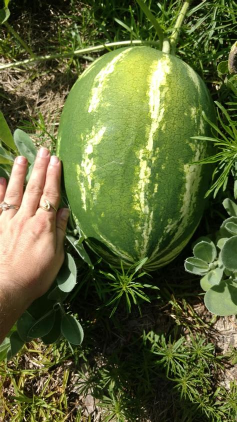 Getting Pretty Excited To Harvest Some Juicy Melons Who Else Is