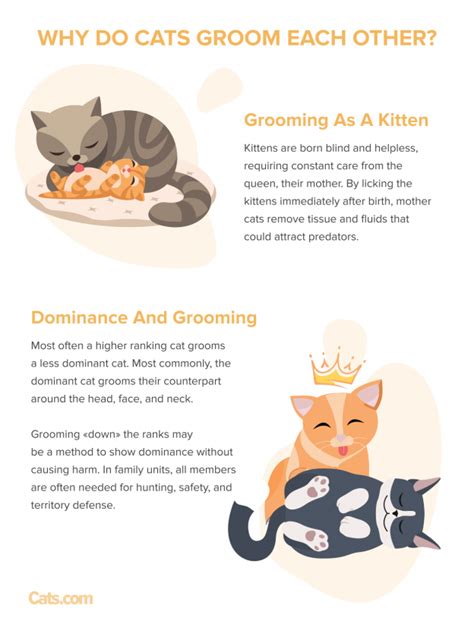 Why Do Cats Groom Each Other Reasons Why Cats Socially Groom Cats Com