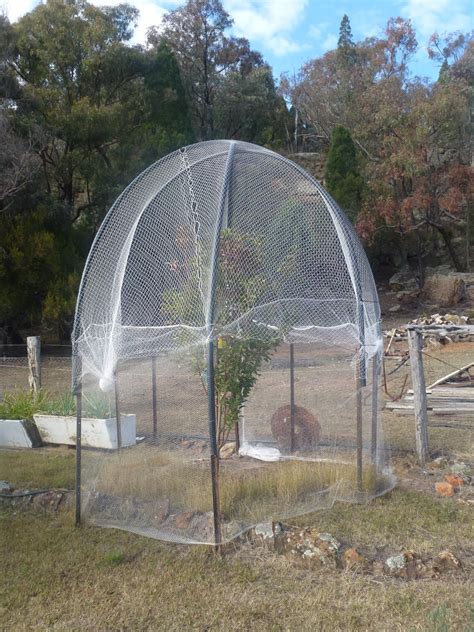 Bird netting heavy duty garden net protect plants and fruit trees protective netting feature: Our Aussie off grid heaven: Apple of my eye