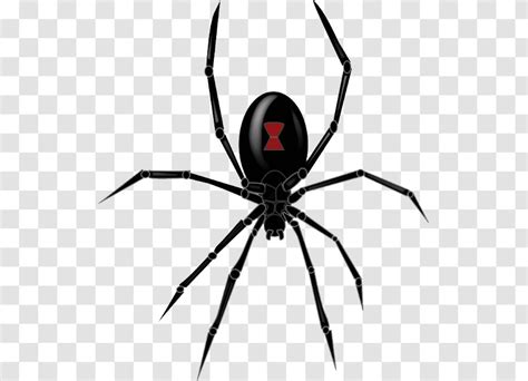 Southern Black Widow Redback Spider Drawing Clip Art Decal Clipart