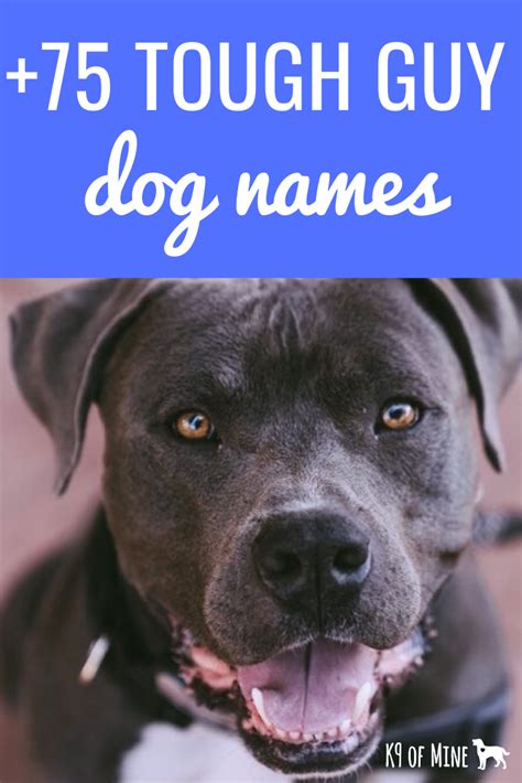 75 Tough Dog Names For Your Rough And Rowdy Pup Tough Dog Names Dog
