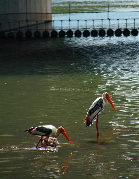 Lihat semua 30 foto yang diambil di pusat penghayatan alam taman wetland oleh 322 pengunjung. Please, jangan skip Taman Wetland Putrajaya
