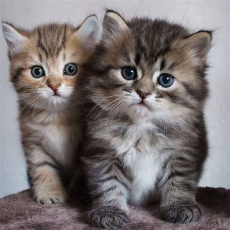 Cute Cats Photos Kittens Cutest