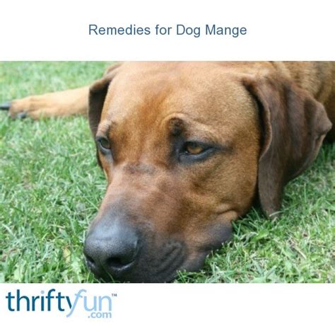 Remedies For Dog Mange Thriftyfun