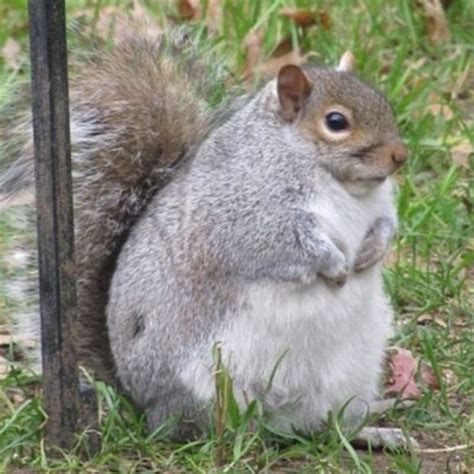 Fat Squirrel Fur Babies Pinterest