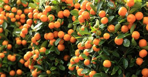 CÓmo Y Cuando Se Podan Los Naranjos Y Su Beneficio