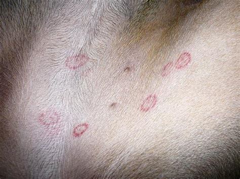 Red Spots On Roxys Belly Doberman Forum Doberman