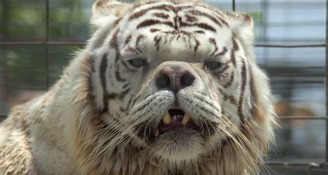 The first thing to keep in mind is that all cats are different. The Truth Behind White Tigers And Why No One Should Ever ...