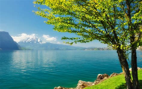 A Tree By The River Nature Wallpapers Spring Scenery Beautiful