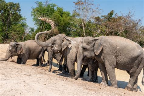 The Kulen Elephant Forest, Siem Reap, Cambodia