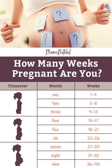 pregnancy weeks to months how many weeks months and 48 off