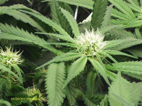 During the seedling stage of a plant's life, it favors the red spectra for growth. Grow Lights for Stealth and Indoor Growing! Super Powerful ...
