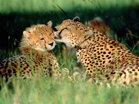 Their dozens of protected natural environments, reserves, and conservancies feature all of africa's big five in overflowing abundance. Beautiful African Animals Safaris: Endangered Beautiful ...