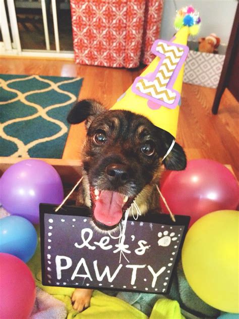 Dog party hats 6 packs are suitable for various festival celebration, birthday party and other activity with your pets. Moka's first birthday! First birthday dog birthday hat diy ...