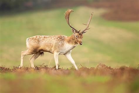 Fallow Deer Stag Francis J Taylor Photography