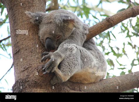 Koala Pouch Hi Res Stock Photography And Images Alamy